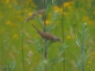 Oiseaux Fauvette grisette (Sylvia communis)