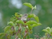 Oiseaux Fauvette grisette (Sylvia communis)