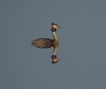 Oiseaux Grèbe huppé (Podiceps cristatus)