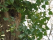 Oiseaux Chouette hulotte (Strix aluco)