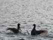 Oiseaux Foulque macroule (Fulica atra)