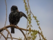 Oiseaux Etourneau sansonnet (Sturnus vulgaris)