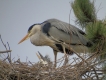 Oiseaux Héron cendré (Ardea cinerea)