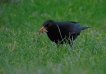 Oiseaux Merle noir (Turdus merula)