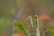 Insectes Mante religieuse (Mantis religiosa)