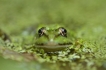 Amphibiens Grenouille verte \