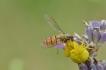  Thomise Variable (Misumena vatia)