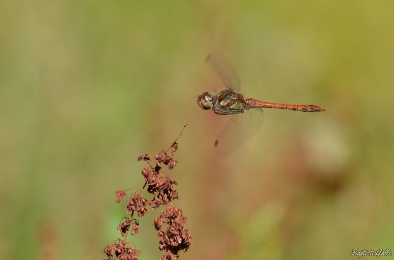 Photo Insectes Sympétrum fascié (Sympetrum striolatum)