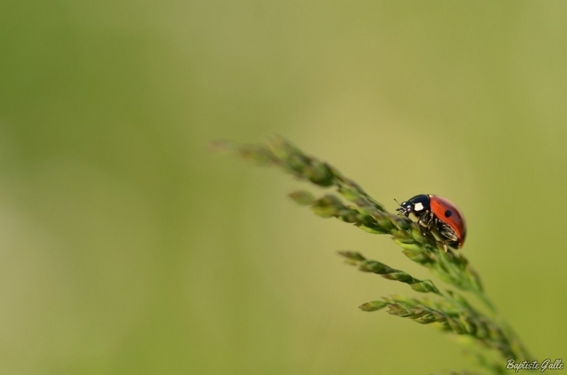 Photo Insectes Coccinelle à 7 points (Coccinella septempunctata)