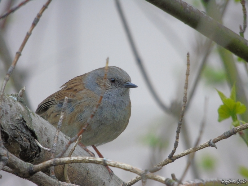 Photo Oiseaux Accenteur mouchet (Prunella modularis)