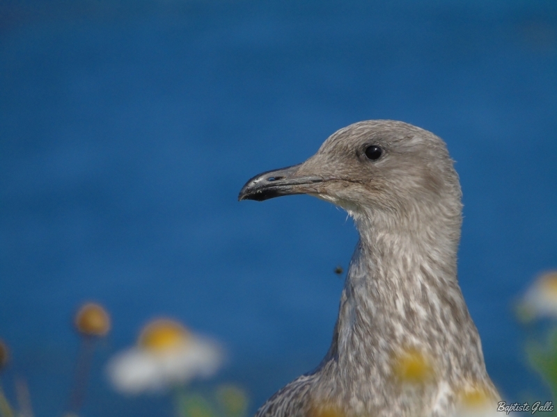 Photo Oiseaux Goéland argenté (Larus argentatus)