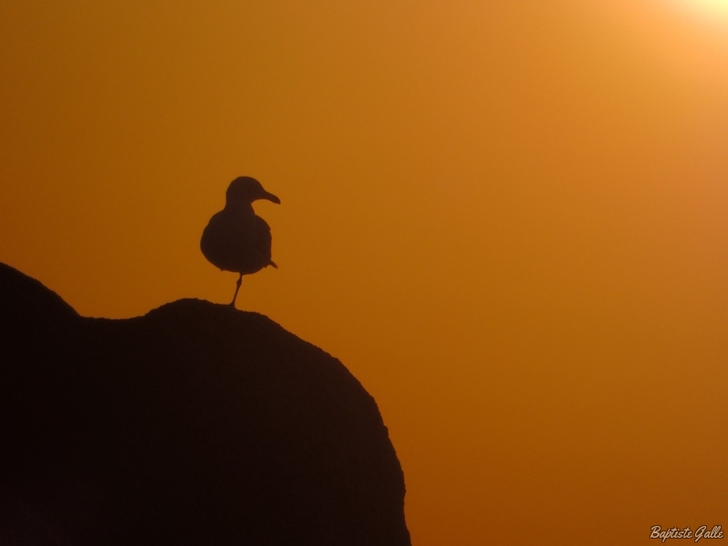 Photo Oiseaux Goéland argenté (Larus argentatus)