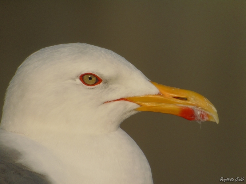 Photo Oiseaux Goéland brun (larus fuscus )