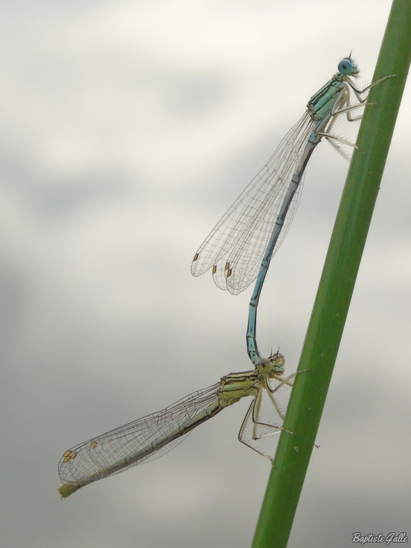 Photo Insectes Pennipatte bleuâtre (Platycnemis pennipes)