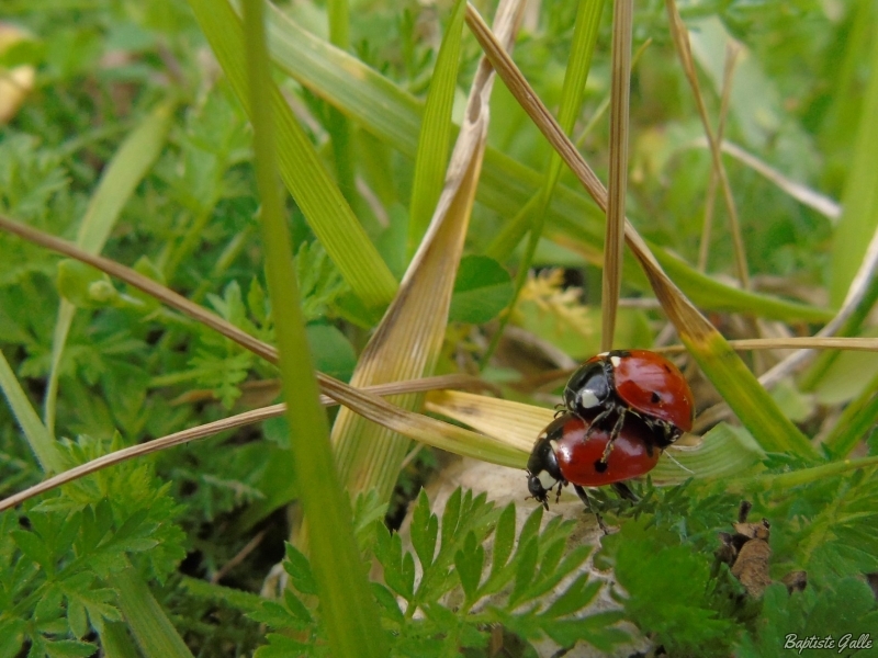 Photo Insectes Coccinelle à 7 points (Coccinella septempunctata)