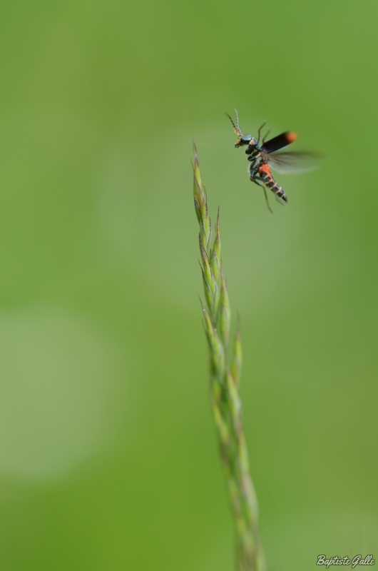 Photo Insectes