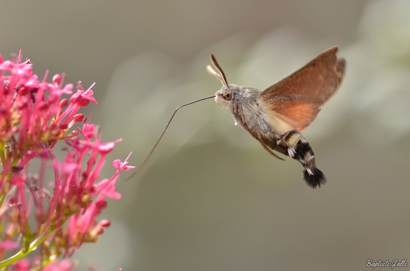 Photo Insectes Moro-sphinx (Macroglossum stellatarum)