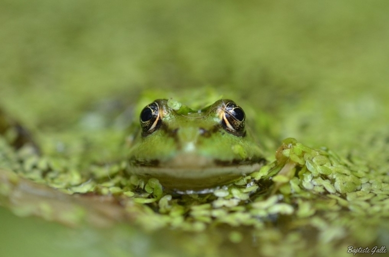 Photo Amphibiens Grenouille verte 