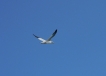 Oiseaux