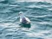 Oiseaux