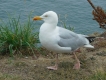 Oiseaux Goéland argenté (Larus argentatus)