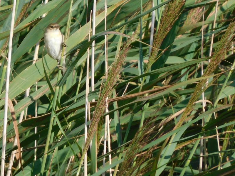 Photo Oiseaux Rousserolle effarante (Acrocephalus scipaceus)