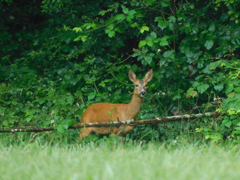 Photo Mammifères Chevrette (Capreolus capreolus)