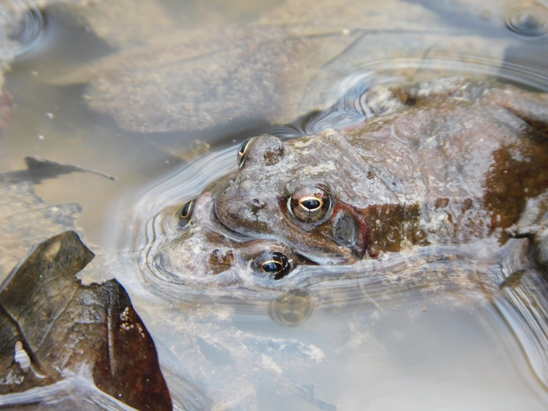 Photo Amphibiens Grenouille rousse