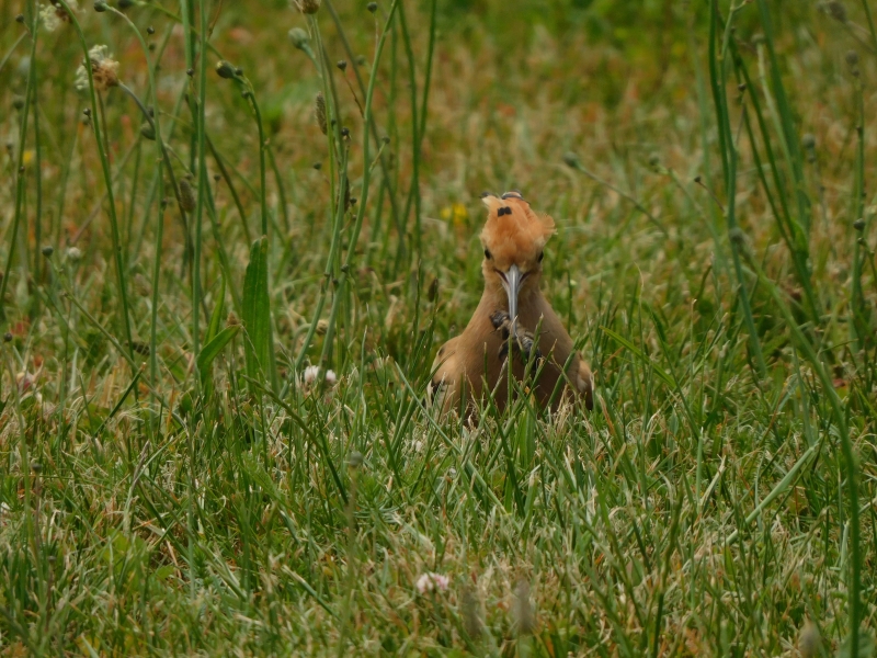 Photo Oiseaux Huppe fasciée (Hpupa epops)