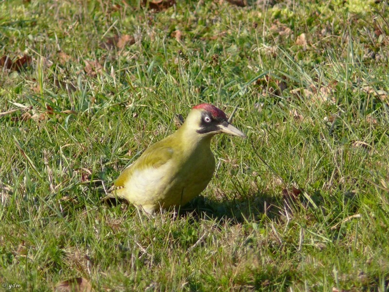 Photo Oiseaux Pic vert (Picus viridis)
