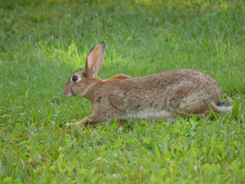 Photo Mammifères Lapin commun (Oryctolagus cuniculus)