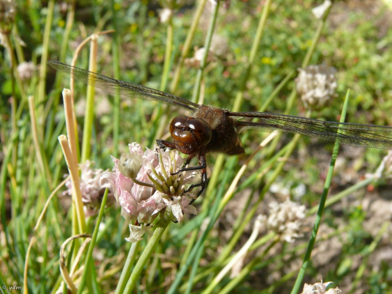 Photo Insectes Libellule déprimée (Libellula depressa)