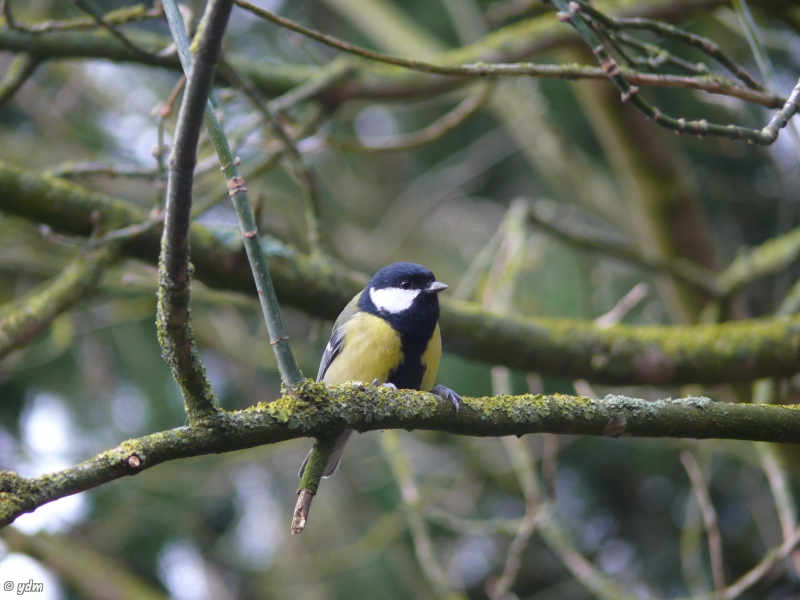 Photo Oiseaux Mésange charbonnière (Parus major)