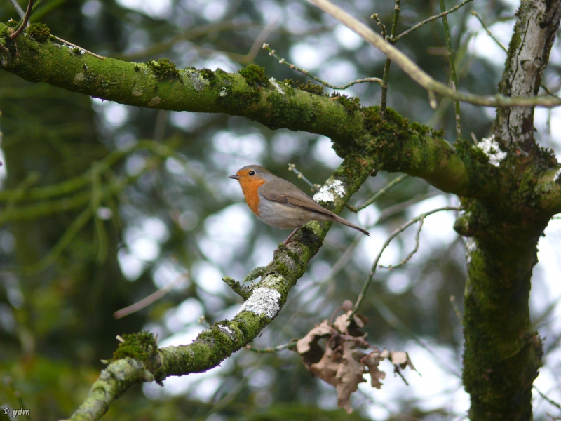 Photo Oiseaux Rouge-gorge familier (Erithacus rubecula)