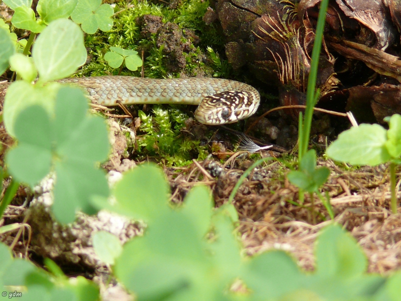 Photo Reptiles Couleuvre verte et jaune (Hierophis viridiflavus)