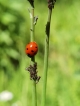 Photo nature