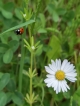 Photo nature