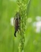 Photo nature