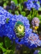Photo nature
