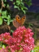 Photo nature