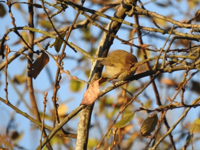 Identification Oiseaux