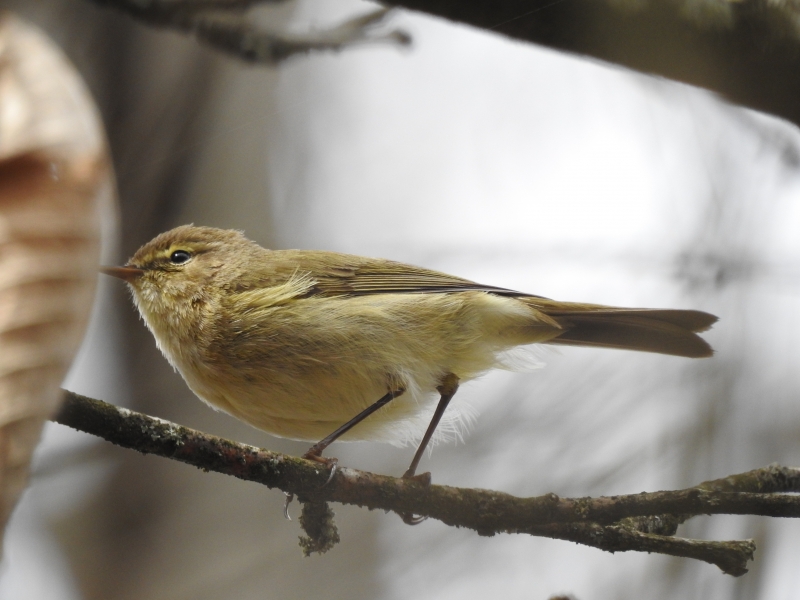 Oiseaux