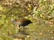 Oiseaux Râle d\'eau