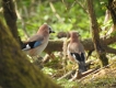Photo nature