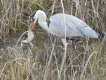 Oiseaux