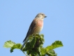 Oiseaux