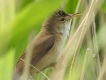 Photo nature