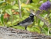 Photo nature