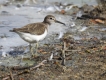 Oiseaux