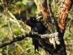 Oiseaux